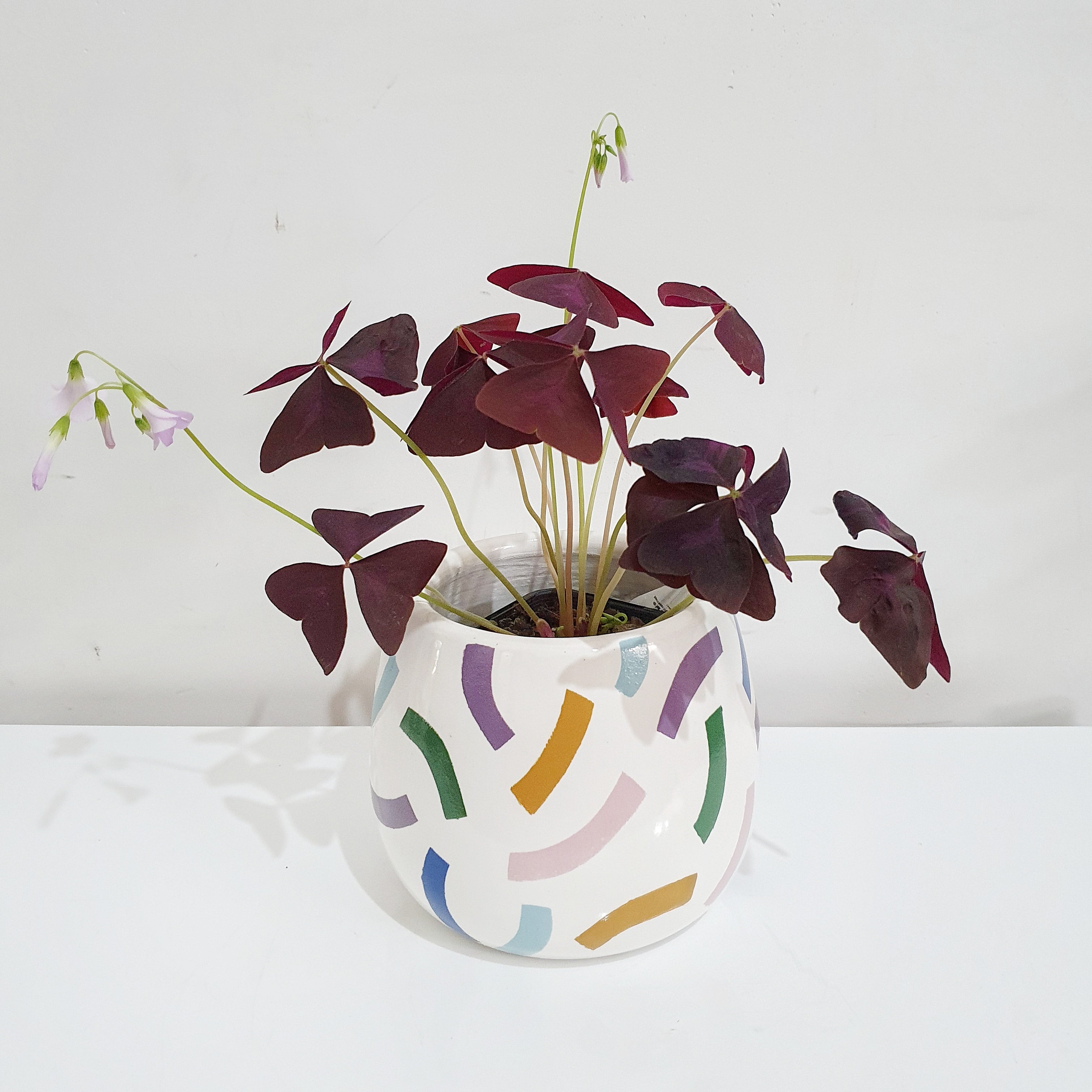 Oxalis triangularis (Purple Shamrock) - 7cm pot
